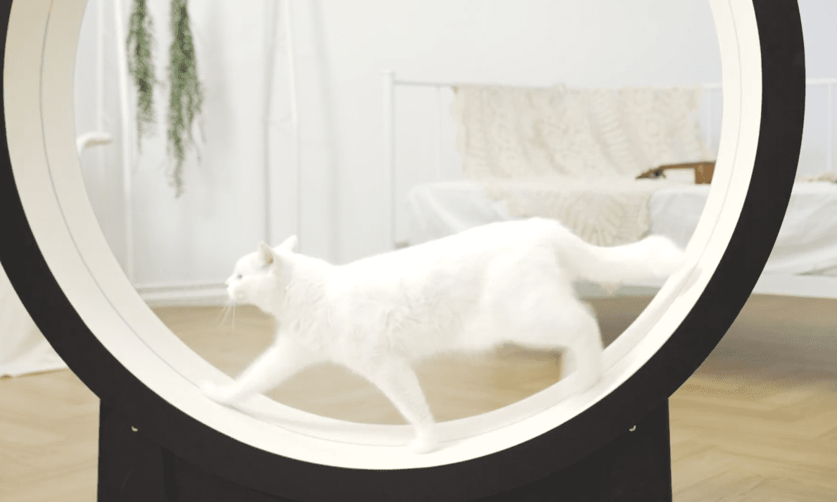 CES 2019: The Little Cat is a treadmill for your tubby tabby