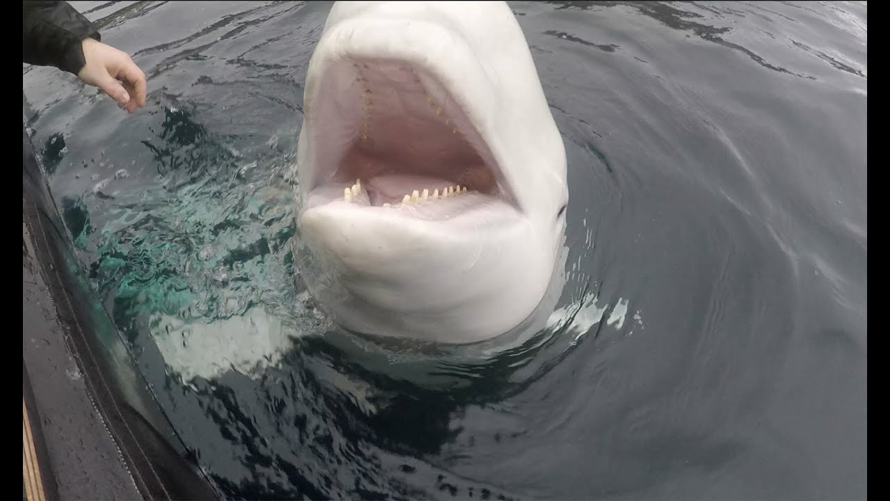 Norwegian Fishermen Find Beluga Whale Wearing Russian Harness